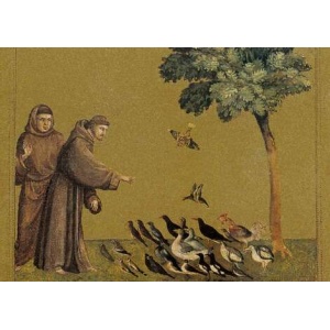 Kort - St. Frans og fuglene